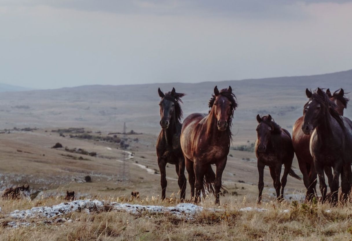 Découvrez la Camargue : Nature sauvage et unique