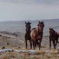 Découvrez la Camargue : Nature sauvage et unique