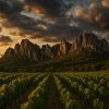 Les dentelles de Montmirail près Avignon