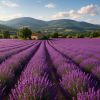 Escapade au Luberon depuis Avignon