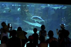 Les sites et parcs animaliers sur Avignon et ses alentours